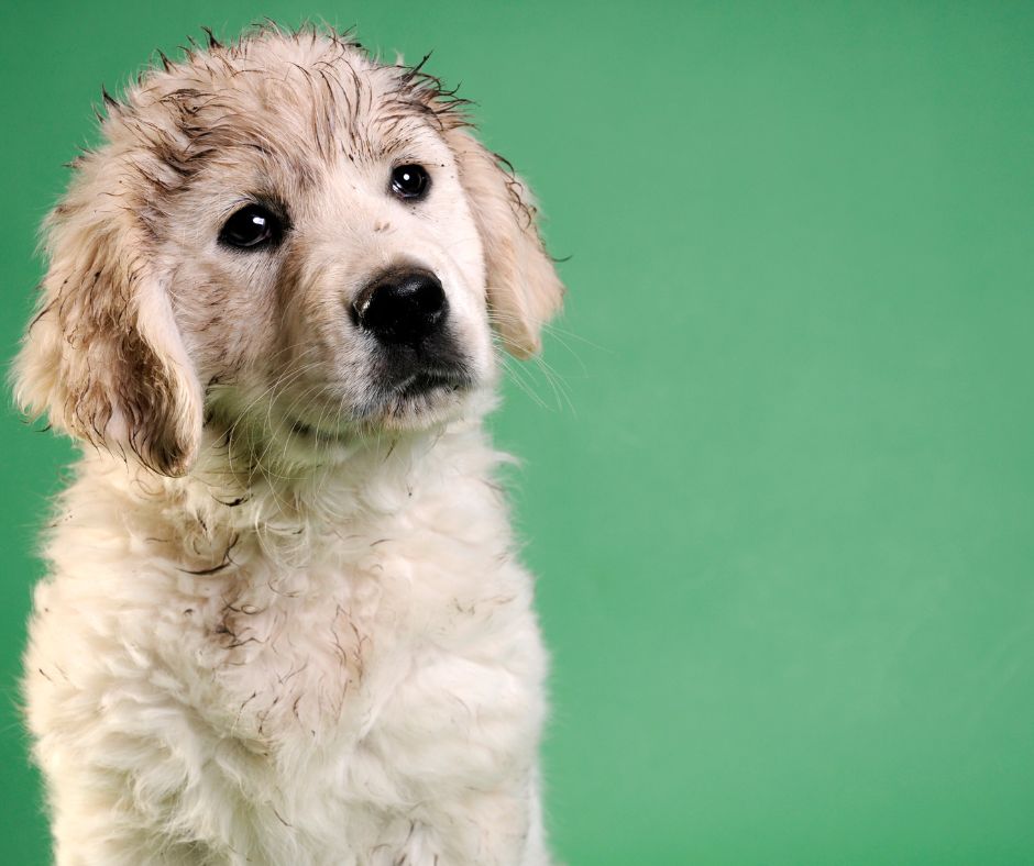 Playful Pup Conditioning Shampoo | Hownd | Verzorging