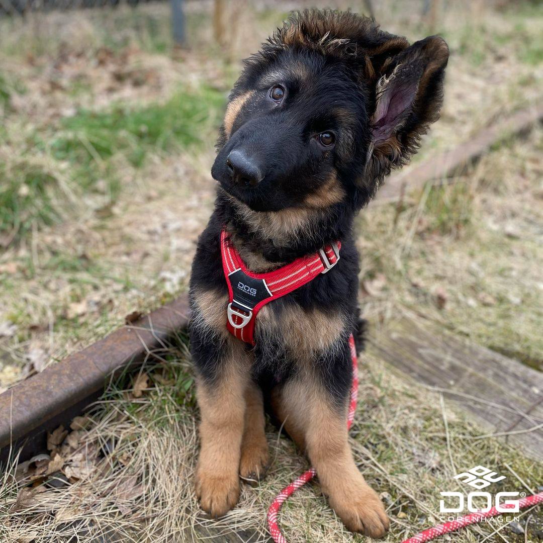 Puppy benodigdheden: wat heb je écht nodig voor je pup?