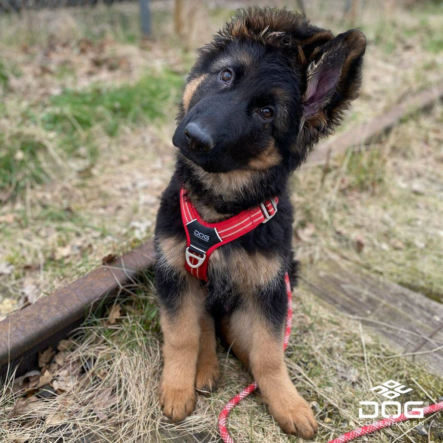 Puppy benodigdheden: wat heb je écht nodig voor je pup?