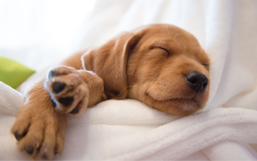 Alleen blijven: hoe leer je je hond rustig alleen zijn?
