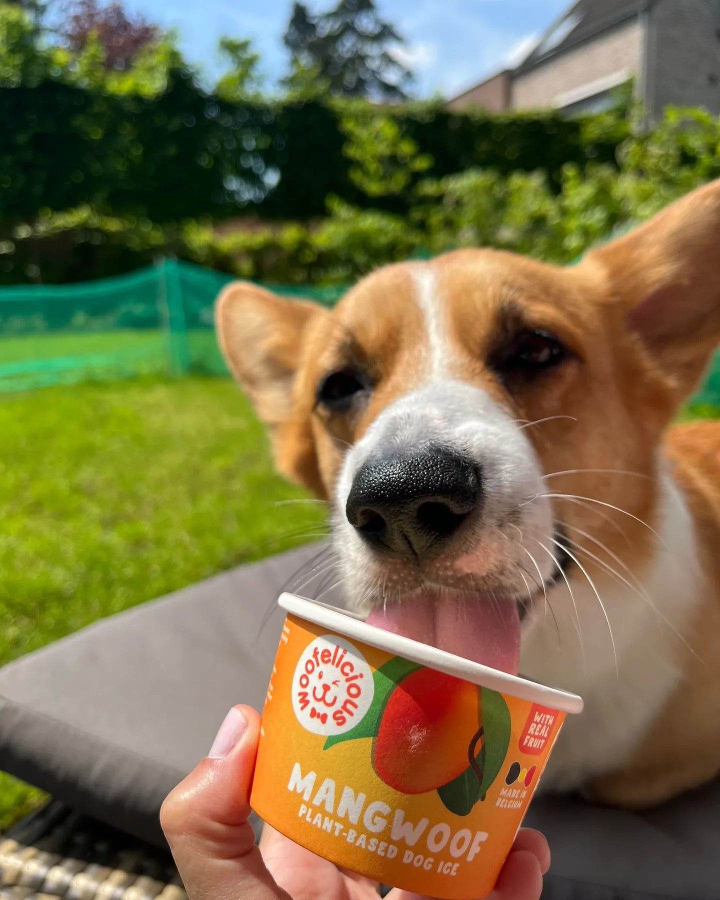 Hondenijs | Woofelicious | Verkoelende Snack voor Honden