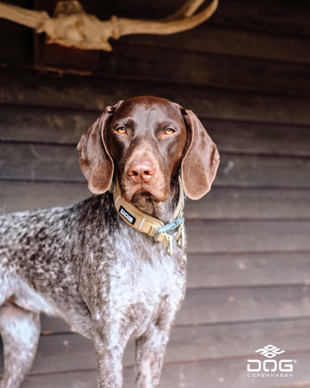 Urban Explorer Halsband | Dog Copenhagen | Halsband