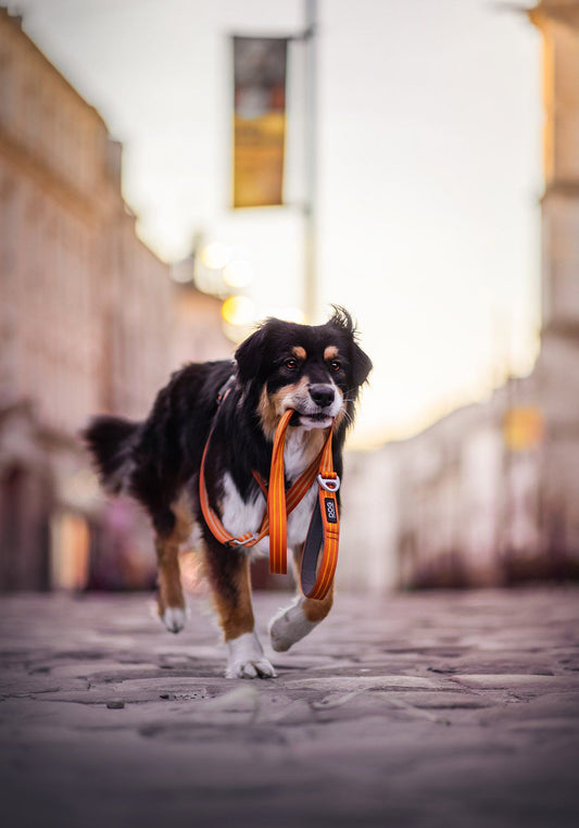 Urban Freestyle Leiband | Dog Copenhagen | Hondenleiband