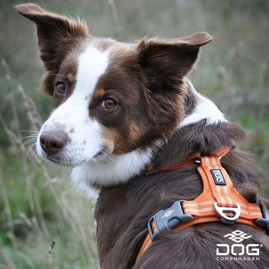 Air Walk Harness | Dog Copenhagen | Harnas