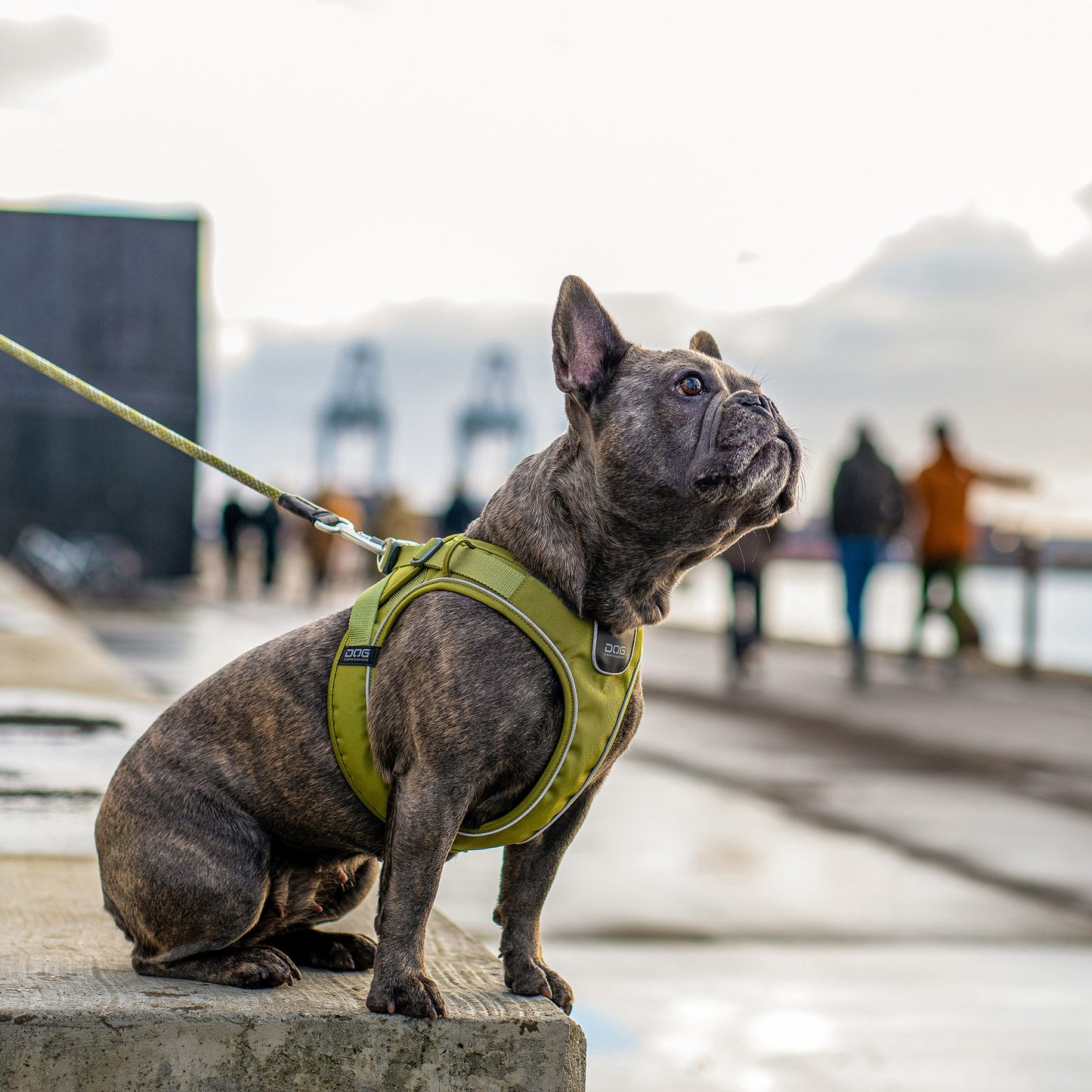 Comfort Walk Go Harness | Dog Copenhagen | Harnas