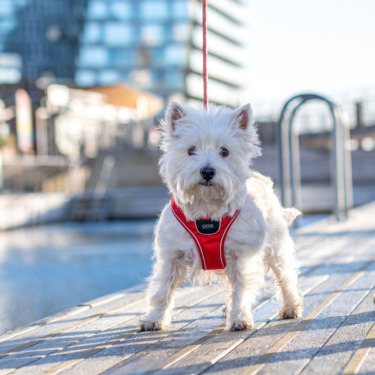 Comfort Walk Go Harness | Dog Copenhagen | Harnas