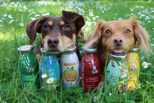 Smoothie| SmoothieDog | Topping