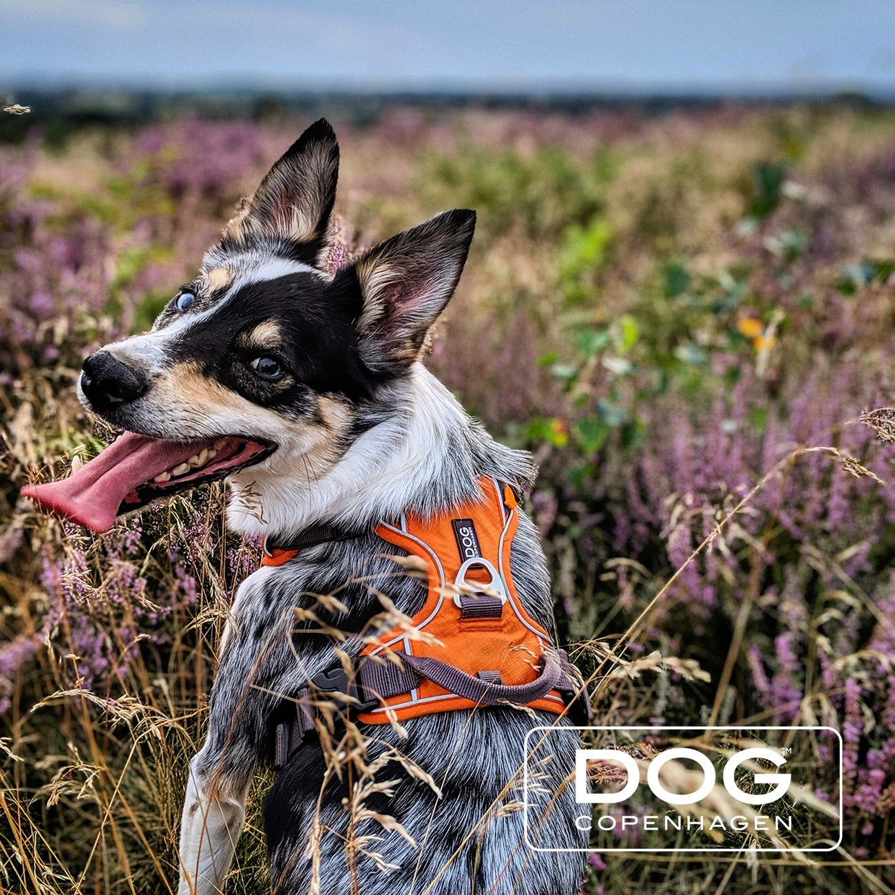 Comfort Walk Pro Harness | Dog Copenhagen | Harnas