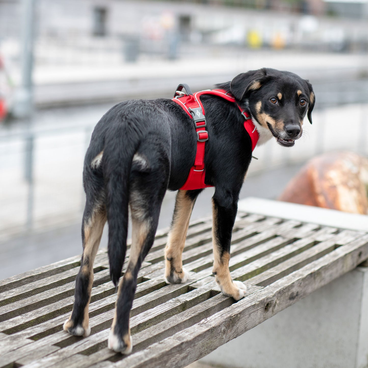 Comfort Walk Pro Harness | Dog Copenhagen | Harnas