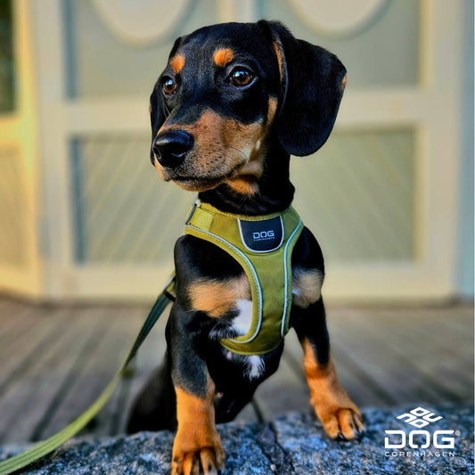Comfort Walk Go Harness | Dog Copenhagen | Harnas