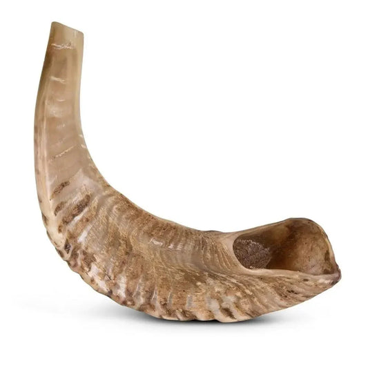 Schapenhoorn | Cernunos | Hondensnack