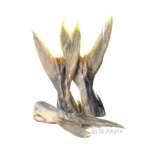 Kingfish Staarten | Akyra | Kauwsnack